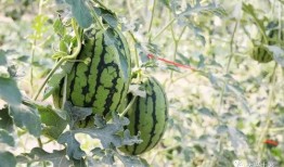 网红最新吃瓜大事件